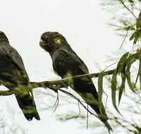 Conimbla National Park - SA Accommodation