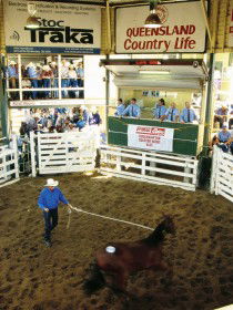 Gracemere QLD SA Accommodation