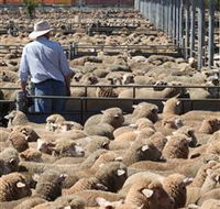 Livestock Marketing Centre - SA Accommodation