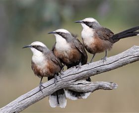 Winton Wetlands Reserve - SA Accommodation 1