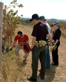 Rosnay Organic Farm And Vineyard - SA Accommodation 2