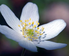 Blooms On Bridge - SA Accommodation 1