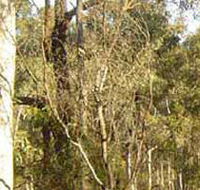 Warby-Ovens National Park - SA Accommodation