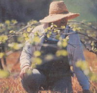 Canobolas Smith Winery - SA Accommodation