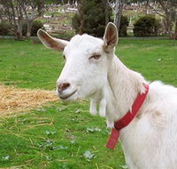 Dunkell Goats - SA Accommodation