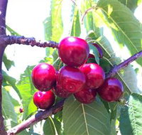 Ballinaclash Orchard and Cellar Door - SA Accommodation