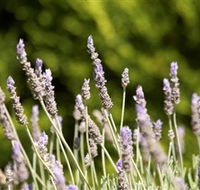 Rustique Lavender Farm - SA Accommodation