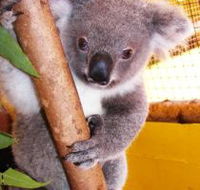 Cooberrie Park Wildlife Sanctuary - SA Accommodation