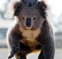 Koalas in Gunnedah - SA Accommodation