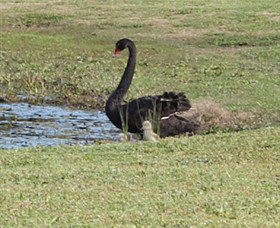 Wonga Wetlands - SA Accommodation 6