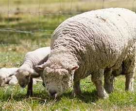 Short Sheep Micro-Winery - SA Accommodation 6