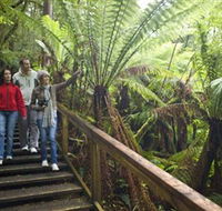 Otway Fly Treetop Adventures - SA Accommodation