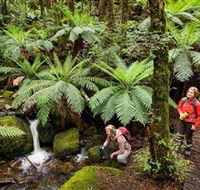 Baw Baw National Park - SA Accommodation
