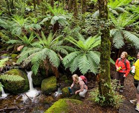 Baw Baw National Park - SA Accommodation 0