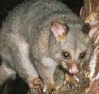 Moondarra State Park - SA Accommodation