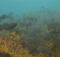 Bunurong Marine and Coastal Park - SA Accommodation