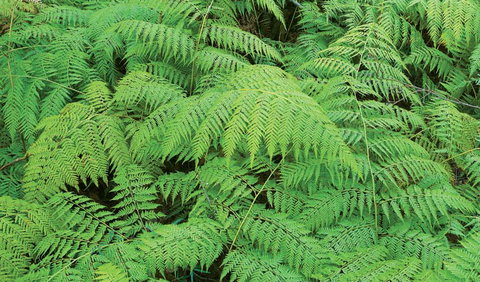 Boonoo Boonoo National Park - SA Accommodation 1