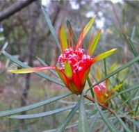 Glenbrook Native Plant Reserve and Nursery - SA Accommodation