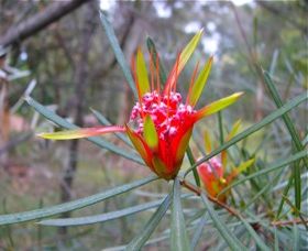 Glenbrook Native Plant Reserve And Nursery - SA Accommodation 0