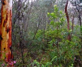 Glenbrook Native Plant Reserve And Nursery - SA Accommodation 2