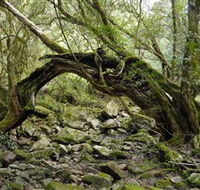Mitchell River National Park - SA Accommodation
