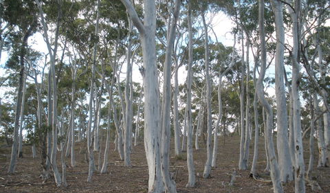 Green Track - SA Accommodation 1