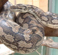 Armadale Reptile Centre - SA Accommodation