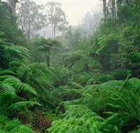 Tarra Bulga National Park - SA Accommodation