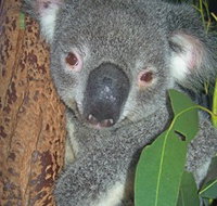 Hunter Valley Zoo - SA Accommodation