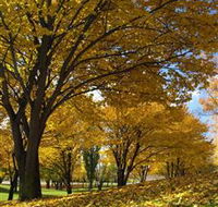 Centennial Park at Cooma - SA Accommodation