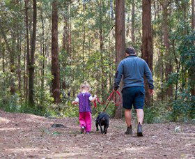 Olney State Forest - Watagan Mountains - SA Accommodation 0