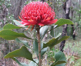 Olney State Forest - Watagan Mountains - SA Accommodation 1
