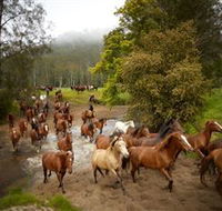Glenworth Valley Horse Riding - SA Accommodation