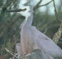 Jack Smith Lake State Game Reserve - SA Accommodation