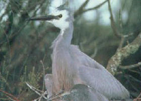 Jack Smith Lake State Game Reserve - SA Accommodation 0
