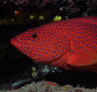 Maori Wrasse Bommie Dive Site - SA Accommodation