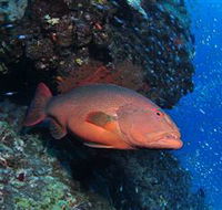 Anchor Bommie Dive Site - SA Accommodation