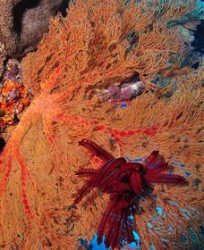 Lighthouse Bommies Dive Site - SA Accommodation 1