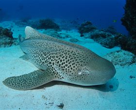 Lighthouse Bommies Dive Site - SA Accommodation 2