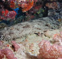 Lighthouse Bommies Dive Site - SA Accommodation