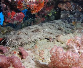 Lighthouse Bommies Dive Site - SA Accommodation 0