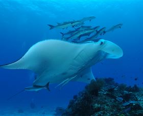 Lighthouse Bommies Dive Site - SA Accommodation 3