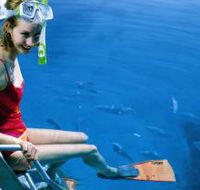 Roy Rufus Artificial Reef Dive Site - SA Accommodation