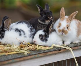 Amazement Farm And Fun Park / Cafe And Farmstay Accommodation - SA Accommodation 2