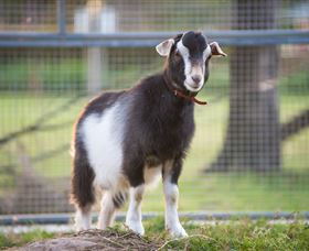 Amazement Farm And Fun Park / Cafe And Farmstay Accommodation - SA Accommodation 3