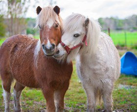 Amazement Farm And Fun Park / Cafe And Farmstay Accommodation - SA Accommodation 5