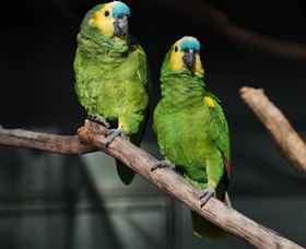 Amazement Farm And Fun Park / Cafe And Farmstay Accommodation - SA Accommodation 7