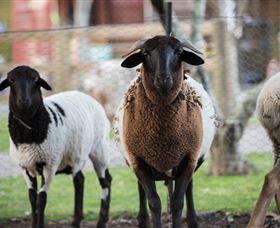 Amazement Farm And Fun Park / Cafe And Farmstay Accommodation - SA Accommodation 4