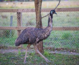 Amazement Farm And Fun Park / Cafe And Farmstay Accommodation - SA Accommodation 6