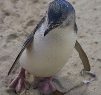 Penguin Island Boardwalks and Walk Trail - SA Accommodation